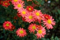 Autumn perennial orange aster on a green background