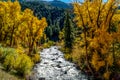 Autumn Perfection in Colorado