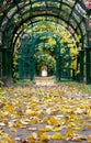 Autumn Pergola