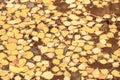 Autumn period yellow birch leaves in a puddle Royalty Free Stock Photo