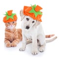 Thanksgiving Halloween Dog Cat Pet Pumpkin Costume