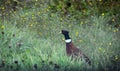 Autumn pheasant walking through empty crop field Royalty Free Stock Photo