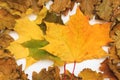 Autumn photo Royalty Free Stock Photo