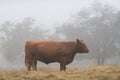 Red cow in a pasture with brown grass, foggy day in fall