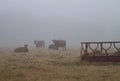 Cows in the pasture, foggy day in fall