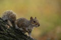 Grey Squirrel in Clumber Park, Worksop, UK Royalty Free Stock Photo