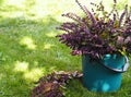 Autumn photo with herbs.Freshly picked byzilik blooming with purple flowers in a bucket on a fose of a green lawn