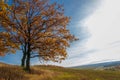 Autumn photo, lonely oak against the background of a beautiful sky. a tree that bears acorns fruit, and typically has lobed Royalty Free Stock Photo