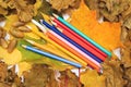 Autumn photo. Pencils, acorns and leaves of maple and oak. Royalty Free Stock Photo
