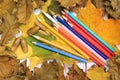 Autumn photo. Pencils, acorns and leaves of maple and oak. Royalty Free Stock Photo