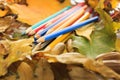 Autumn photo. Pencils, acorns and leaves of maple and oak. Royalty Free Stock Photo