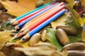 Autumn photo. Pencils, acorns and leaves of maple and oak. Royalty Free Stock Photo