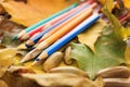 Autumn photo. Pencils, acorns and leaves of maple and oak. Royalty Free Stock Photo