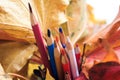 Autumn photo. Pencils, acorns and leaves of maple and oak. Royalty Free Stock Photo