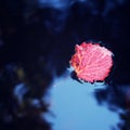 Autumn photo. Red aspen leaf floating on the water Royalty Free Stock Photo