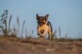 Autumn photo of running jack russel terier in sand.