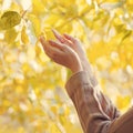 Autumn photo sensual female hands touch yellow leaves Royalty Free Stock Photo