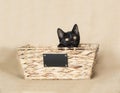 One black kitten inside a tan woven wicker basket Royalty Free Stock Photo