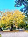 Autumn photography. City Park. Yellow leaves. Trees in the park. Branches on trees.