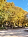 Autumn photography. City Park. Yellow leaves. Trees in the park. Branches on trees.