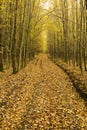 Fallen leaves on a path across the wood