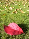 Autumn photography with red leaf