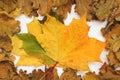 Autumn photo Royalty Free Stock Photo