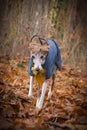 Autumn photoshooting with dog breed whippet in the park. Royalty Free Stock Photo