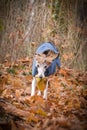 Whippet is running with leave on head Royalty Free Stock Photo