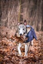 Whippet is running with leave in mouth Royalty Free Stock Photo