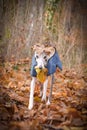 Whippet is running with leave on head Royalty Free Stock Photo