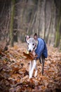 Whippet is running with leave  in mouth Royalty Free Stock Photo