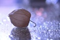 Autumn Physalis flower and magical lights