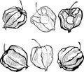 Autumn physalis hand draw black and white