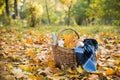 Autumn picnic in park