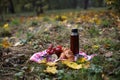 autumn picnic. on a red picnic mat there is a red thermos, two tin mugs with tea, grapes, red healthy viburnum, lemon Royalty Free Stock Photo