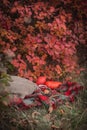 Autumn picnic - yellow leaves, cup of hot tea with cookies on a plaid blanket with pillows