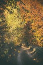 Autumn picture, walk in the forest light