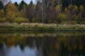 Autumn picturesque forest on the banks of the river. Trees, grass and sky are reflected