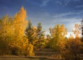 Autumn picturesque place. The setting sun paints the trees Golden Royalty Free Stock Photo