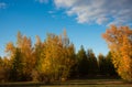 Autumn picturesque place. The setting sun paints the trees Golden in Color. Royalty Free Stock Photo