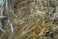 Dry hay. A heap of oat straw.