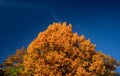 Autumn pin oak with red and yellow leaves Royalty Free Stock Photo