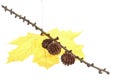 Autumn pine cone maple leaf isolated Royalty Free Stock Photo