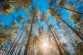 Autumn Pine Coniferous Forest Trees Woods To Canopy. Bottom View Wide Angle Background. Greenwood Forest Royalty Free Stock Photo