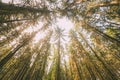 Autumn Pine Coniferous Forest Trees Woods To Canopy. Bottom View Wide Angle Background. Royalty Free Stock Photo