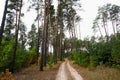 Autumn pine forest. The forest dirt road is illuminated by the rays of the sun making its way through the trees Royalty Free Stock Photo