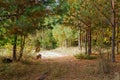 Autumn pine forest. The forest dirt road is illuminated by the rays of the sun making its way through the trees Royalty Free Stock Photo