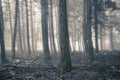 Autumn pine forest in the fog Royalty Free Stock Photo