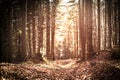 Autumn pine forest. Royalty Free Stock Photo